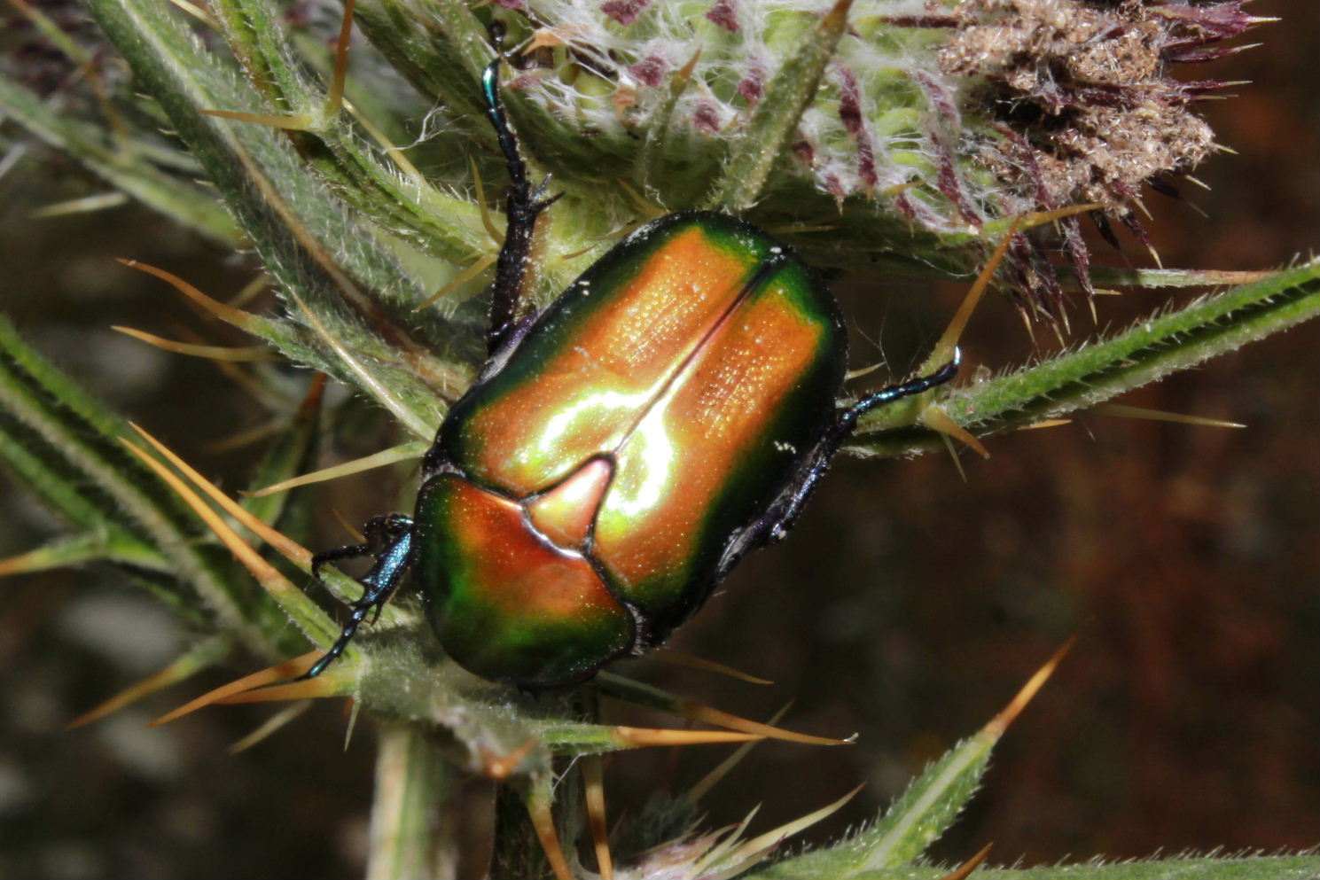 Cetoniidae da determinare:  Protaetia cuprea cuprea
